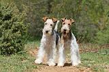 FOX TERRIER 263